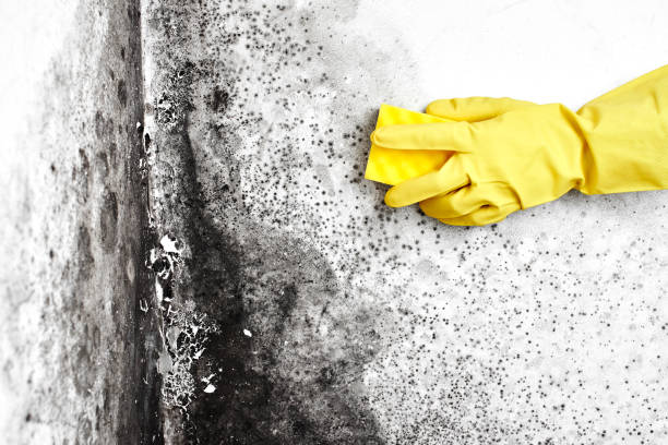 Mold Remediation for Rental Properties